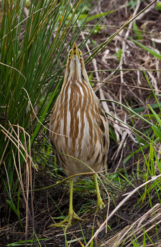 American Bittern